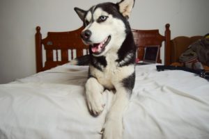 husky dog on bed