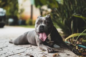 happy pitbull dog