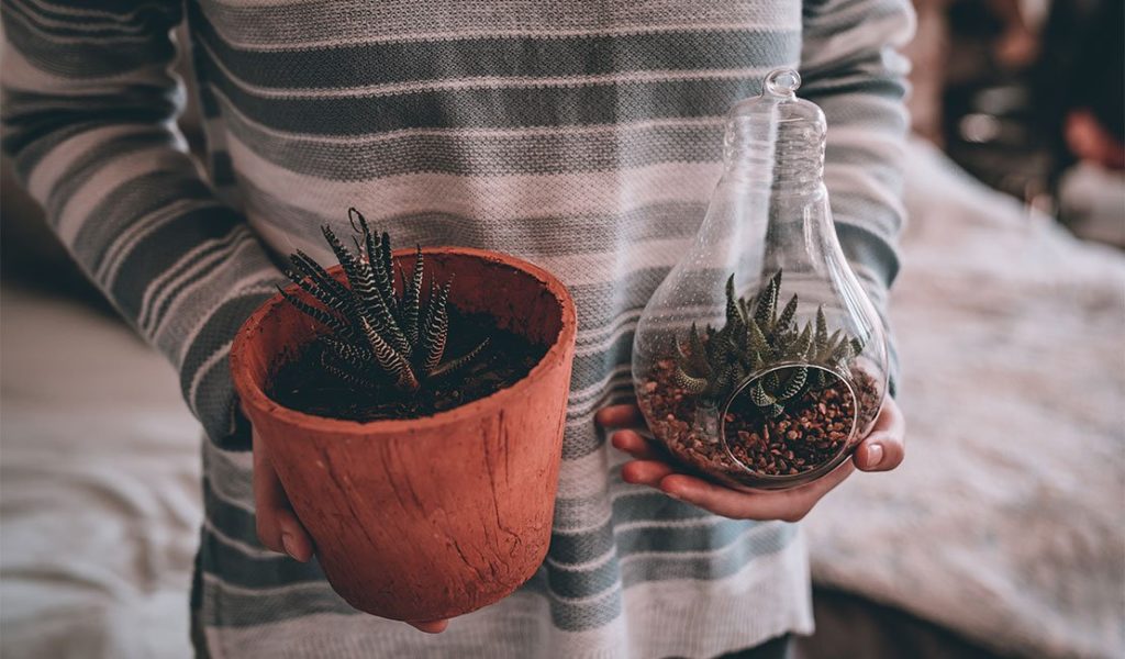 Woman holding potted succulent plants 