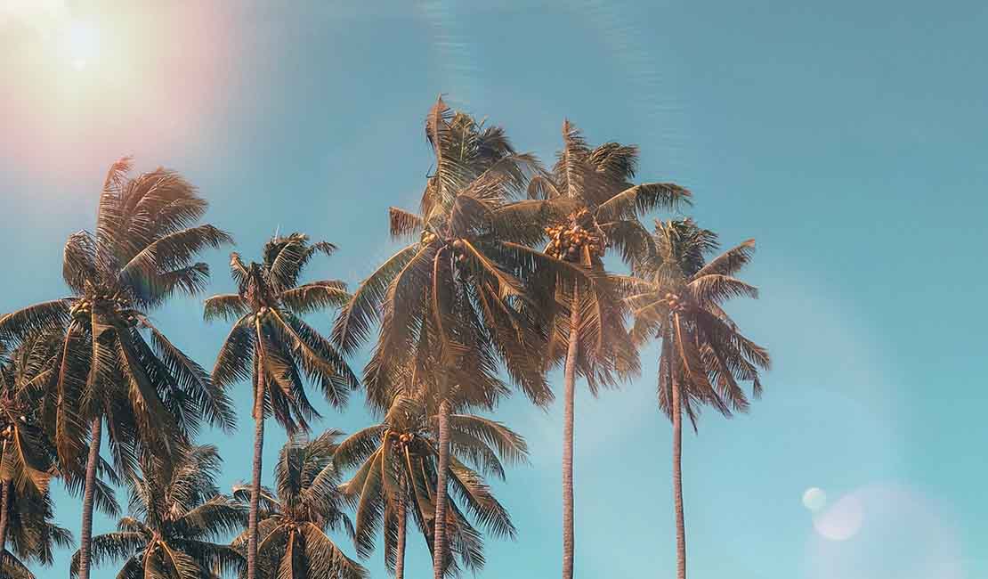 Palm Trees in Summer